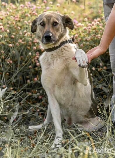 Метис среднеазиатской овчарки