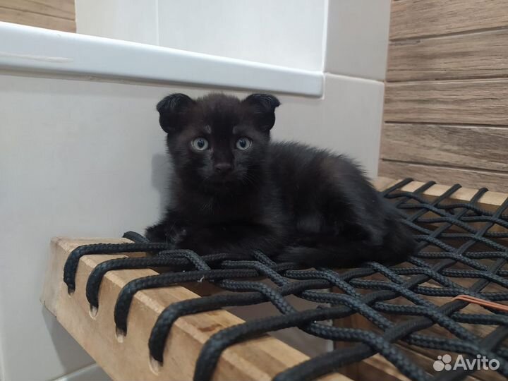 Котята-мальчики ищут дом