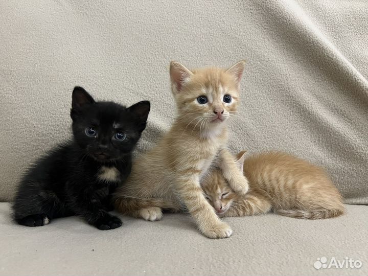 Котята отдам даром