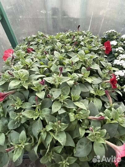 Рассада петунии, многолетники, бархатцы, виолы