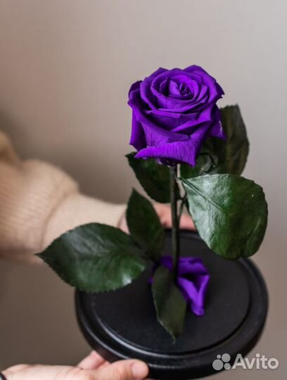 Роза в колбе