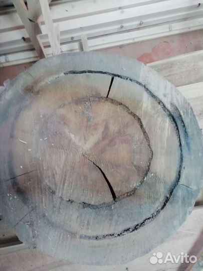 Спилы торцевые дуб