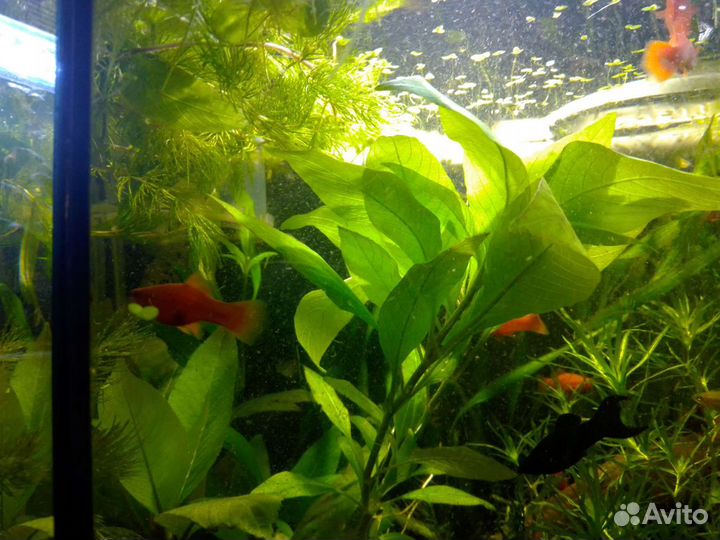 Аквариумное растение