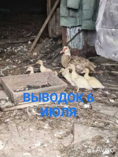 Мускусные утки индоутки индоутята