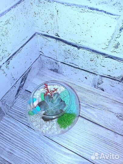 Флорариум, подарок, вместо цветов
