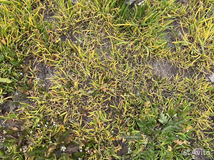 Раундап,Гербицид,Торнадо,Ураган,Спрут экс.Факел