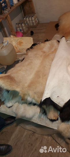 Шкура горного козло