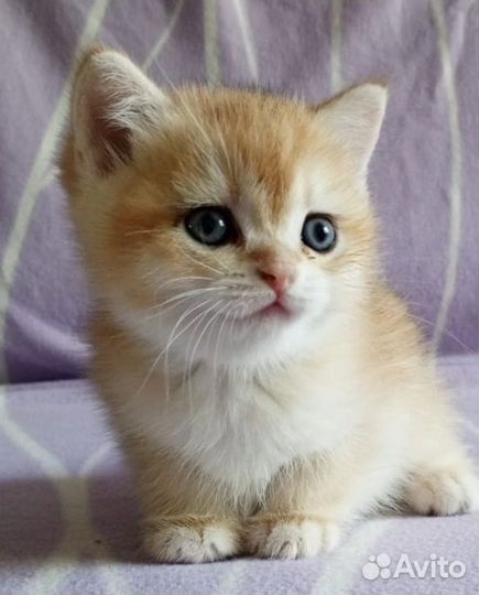 Золотые котики