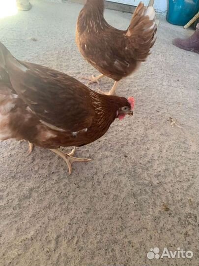 Куры молодка