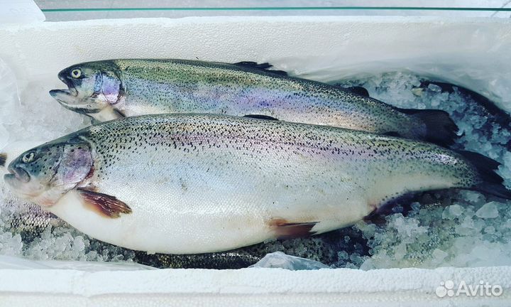 Форель карельская охлажденная 3кг