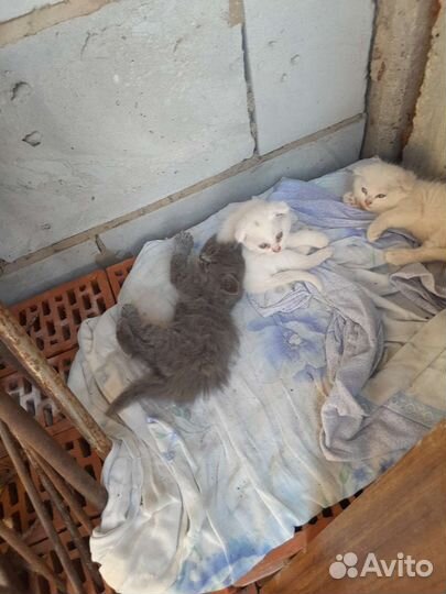 Британская кошка в дар