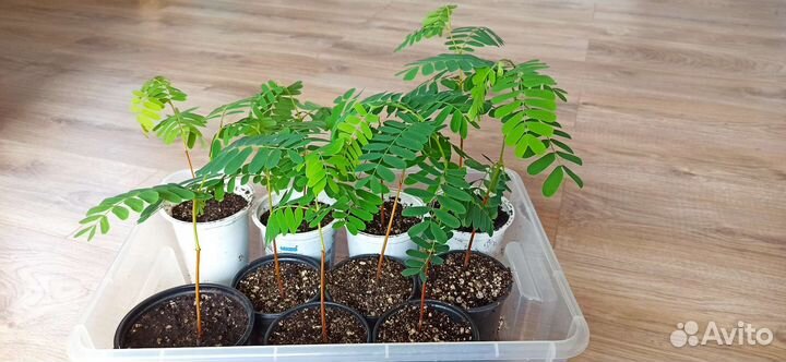 Семена и саженцы тамаринда