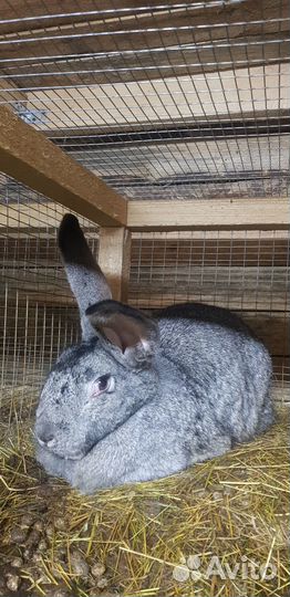Кролики фландр на племя
