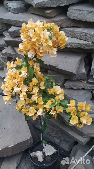 Бугенвиллии