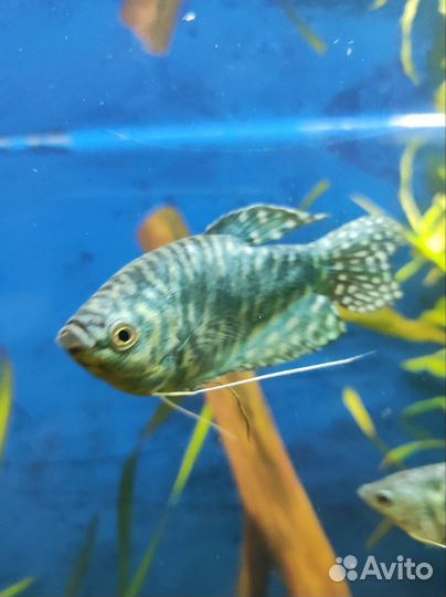 Аквариумные рыбки. Инфузория, нематоды- корм