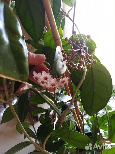 Цветущая Хойя карноза