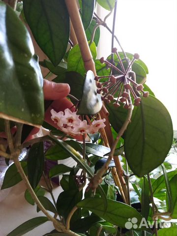Цветущая Хойя карноза