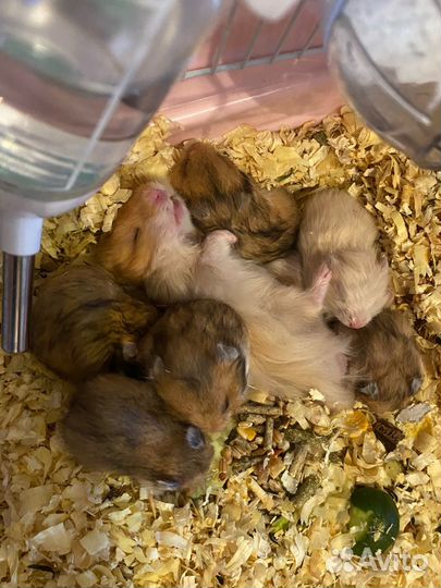 Сирийский хомяк