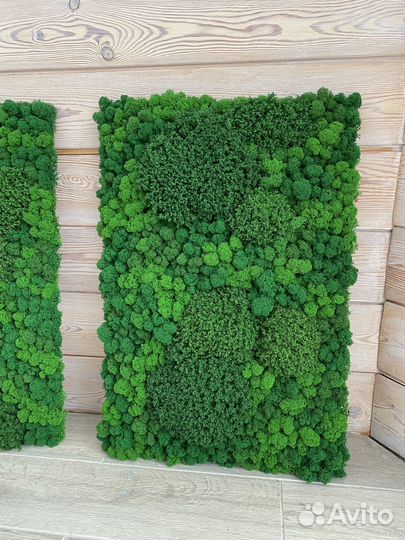 Панели из стабилизированного мха