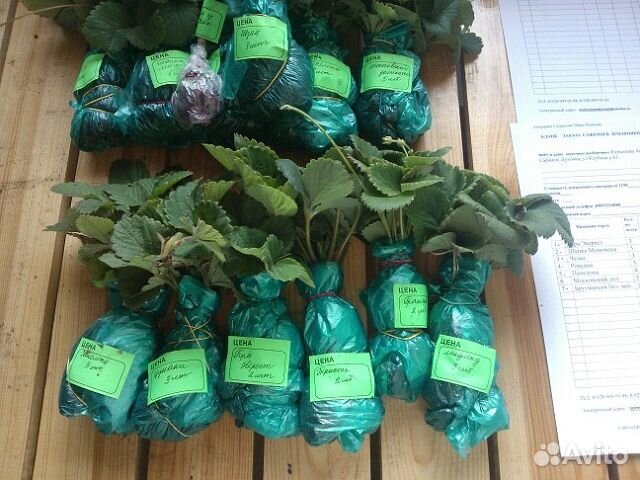 Рассада земляники садовой 