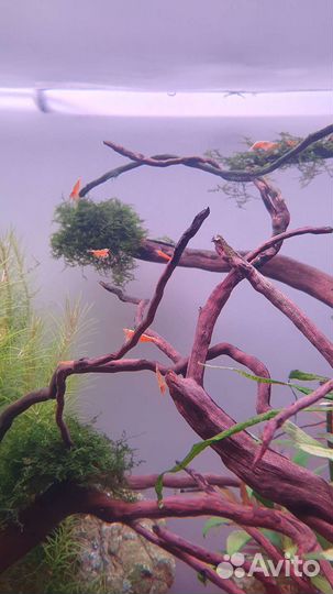 Креветка оранжевая