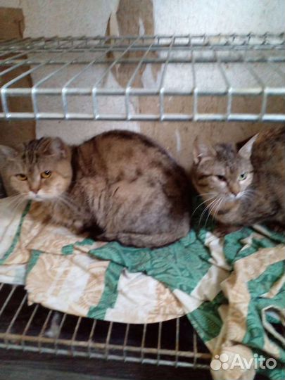 Кошечки и коты в добрые руки