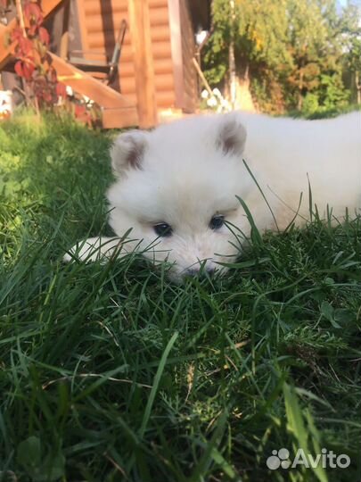 Продам щенков самоеда