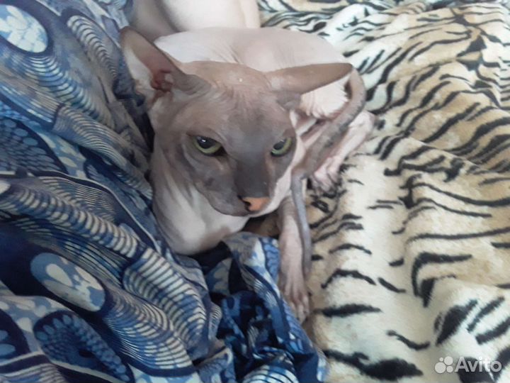 Вязка кошки