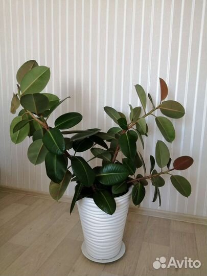 Фикус каучуконосный