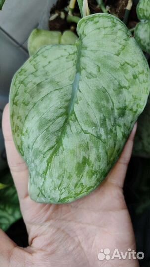 Очень много красивых цветов