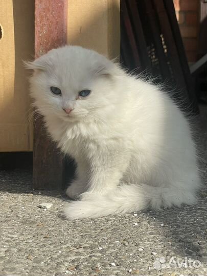Шотландские котята