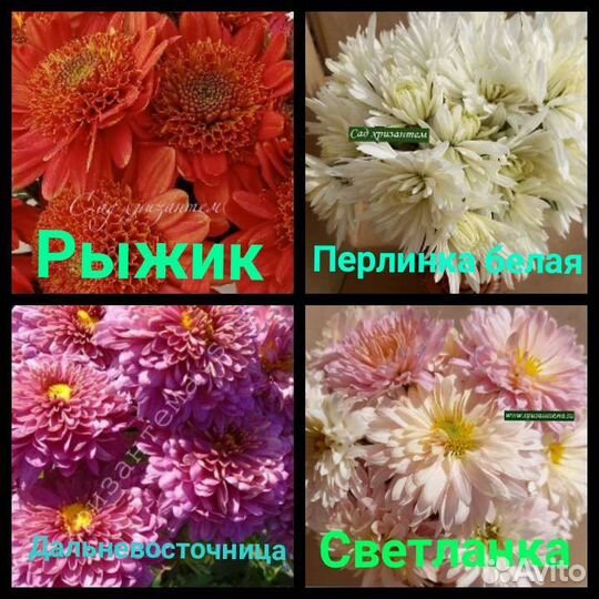 Хризантема садовая