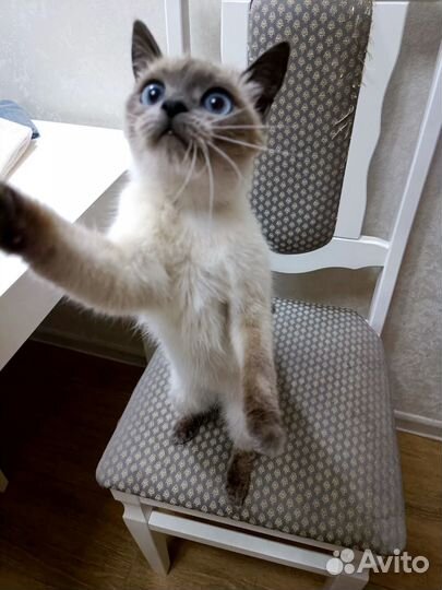 Тайская 6 мес