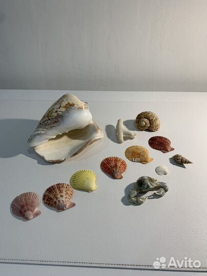 Ракушки коралл и крабик