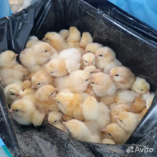 Цыплята на корм животным