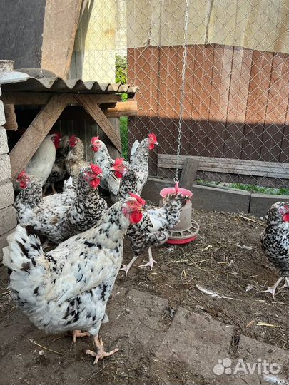 Куры петухи
