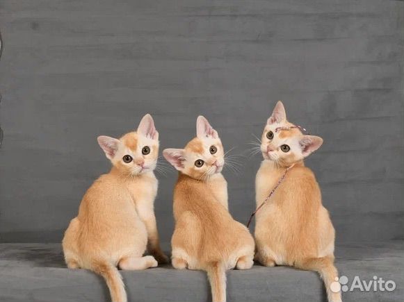 Бурманские котята