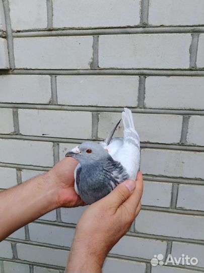 Голуби спортивные серебрянные