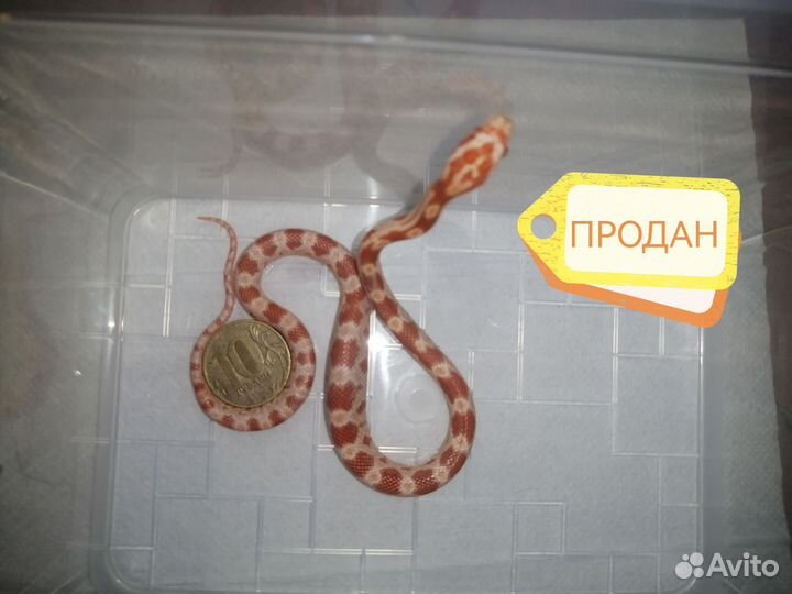 Змея маисовый полоз