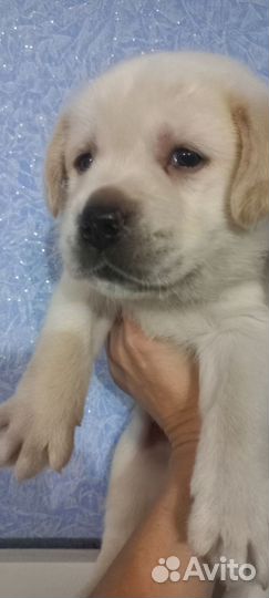 Щенки лабрадора