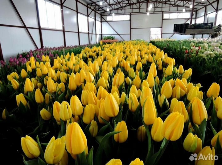 Тюльпаны опт разные цвета