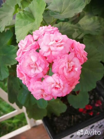 Пеларгония герань