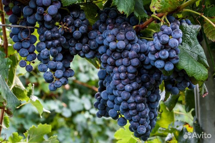 Саженцы виноград Изабелла
