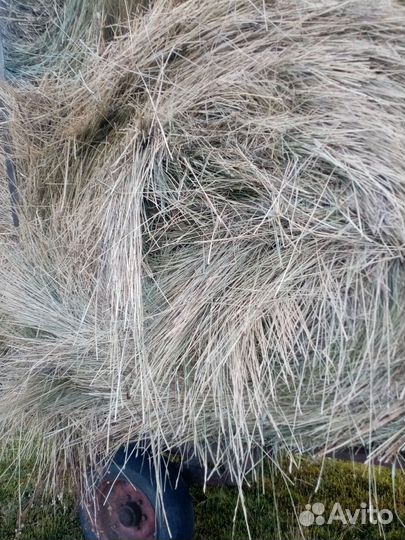 Корма для животных