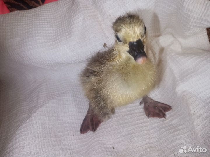 Гусята утята