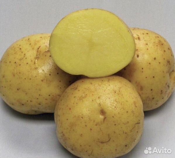 Картошка горномарийская