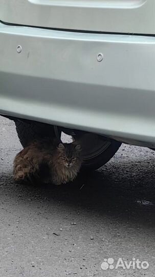 Котейка на улице