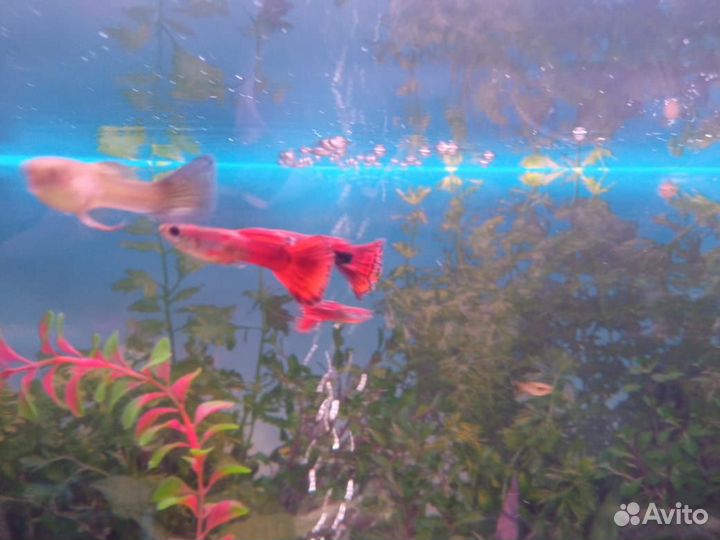 Гуппи ковровые, Велифера,Креветки чери, Сомики