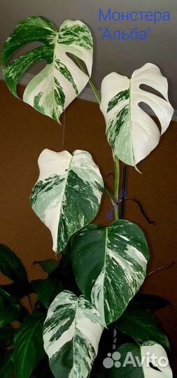 Монстера 