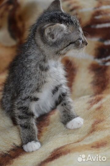 Котята - метисы абиссинской кошки